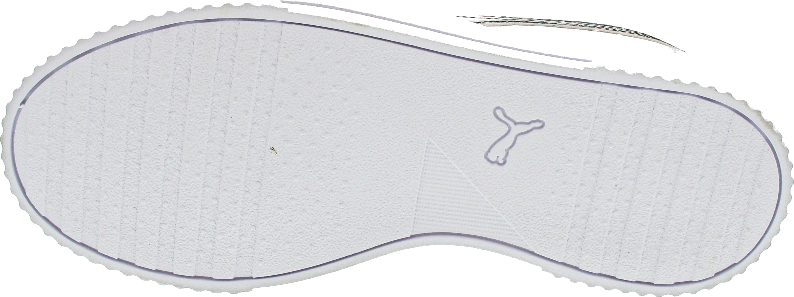 Puma Carina L Snake